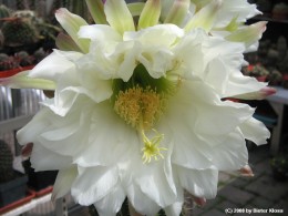 Trichocereus spachianus  